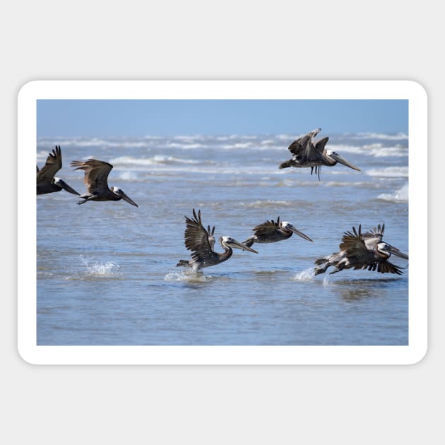 Brown Pelicans in Flight Sticker by Debra Martz